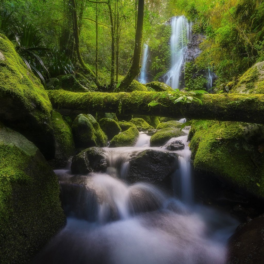 Обои река, бревно, природа, chalahn falls, elabana falls, камни, lamington national park, лес, ручей, водопад, мох, австралия, river, log, nature, stones, forest, stream, waterfall, moss, australia разрешение 1920x1200 Загрузить