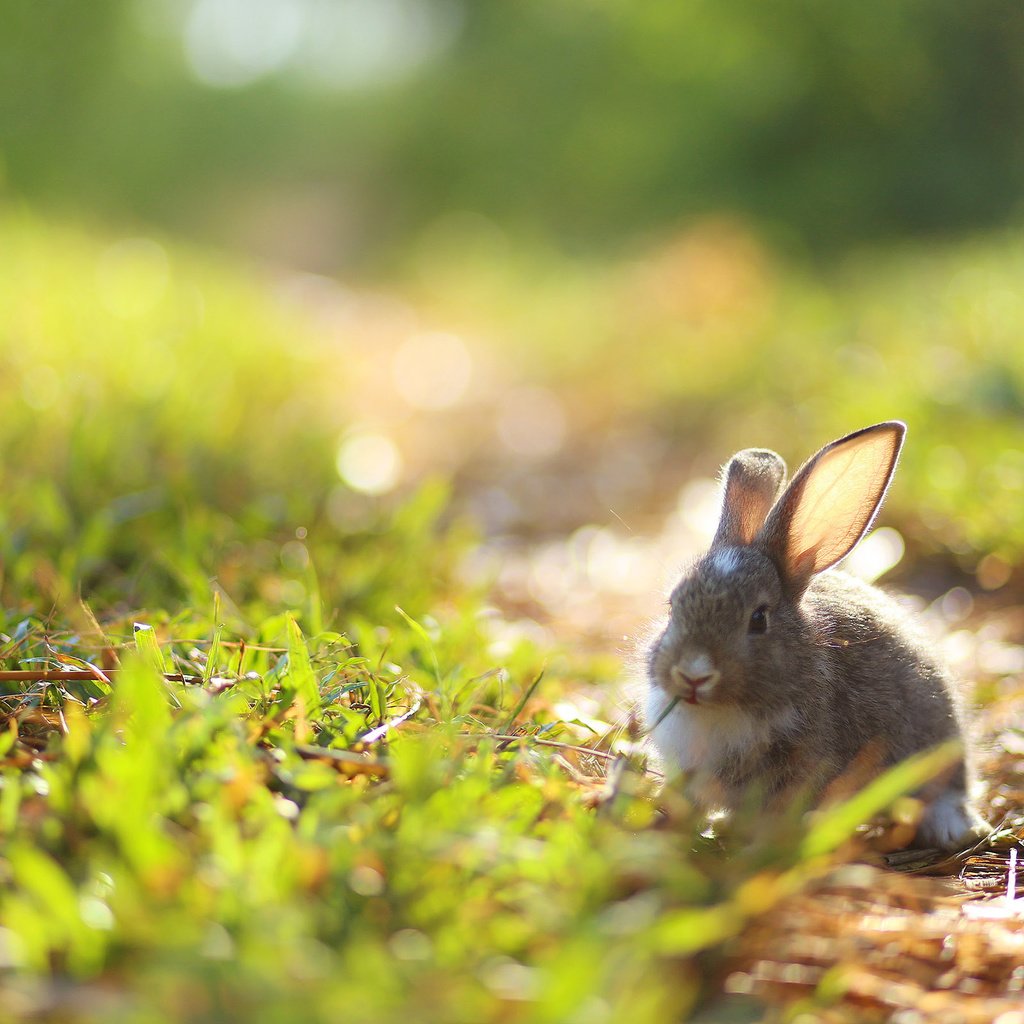 Обои трава, природа, ушки, кролик, заяц, зайчик, grass, nature, ears, rabbit, hare, bunny разрешение 2560x1600 Загрузить