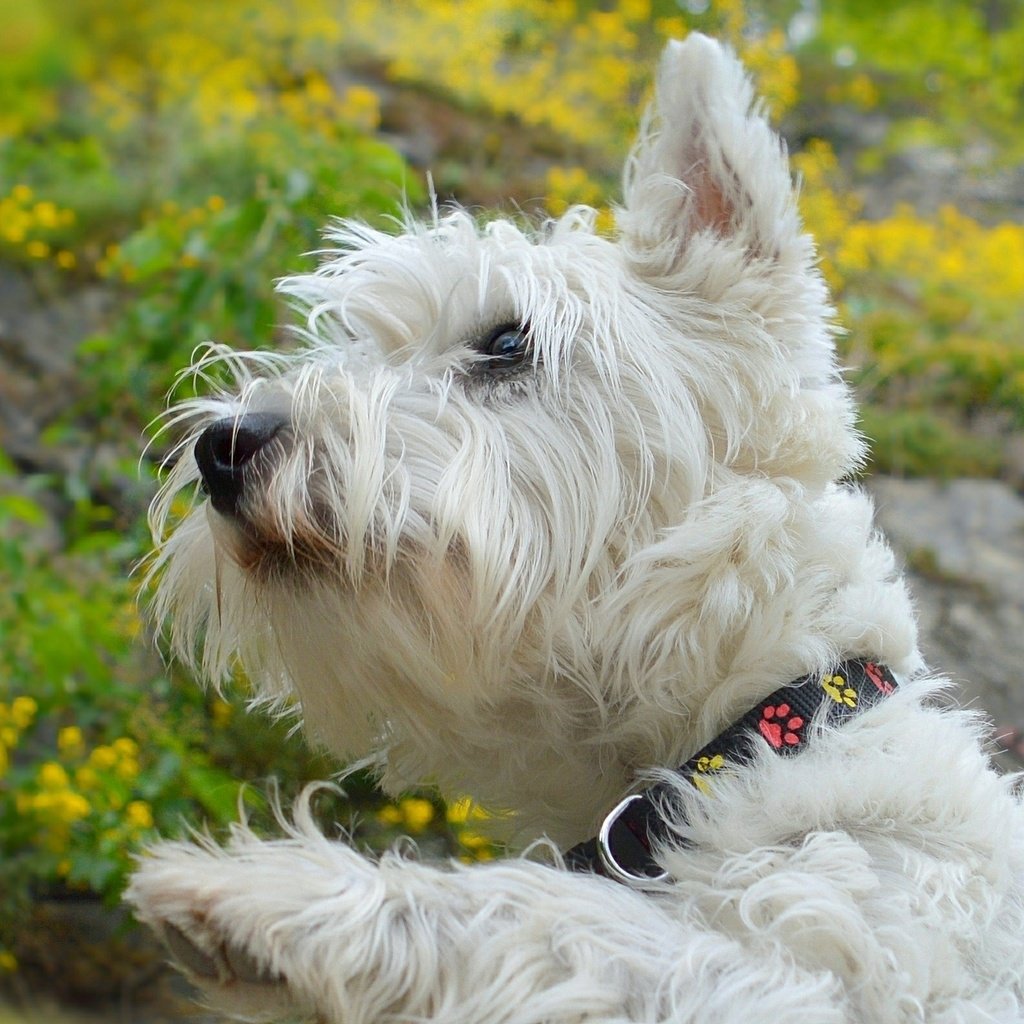 Обои мордочка, взгляд, собака, щенок, ошейник, желтые цветы, вест-хайленд-уайт-терьер, muzzle, look, dog, puppy, collar, yellow flowers, the west highland white terrier разрешение 2575x1581 Загрузить