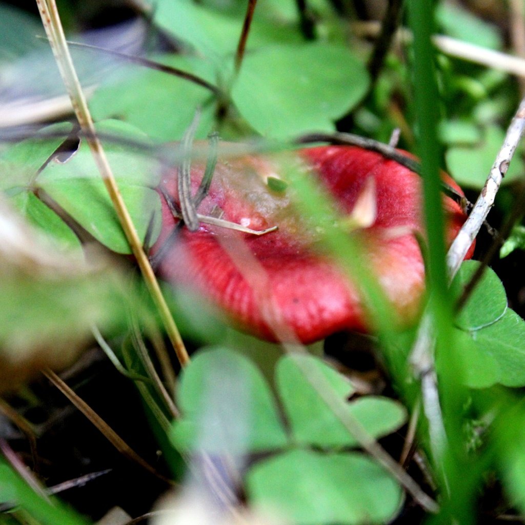 Обои трава, природа, клевер, листья, осень, гриб, grass, nature, clover, leaves, autumn, mushroom разрешение 5184x3456 Загрузить