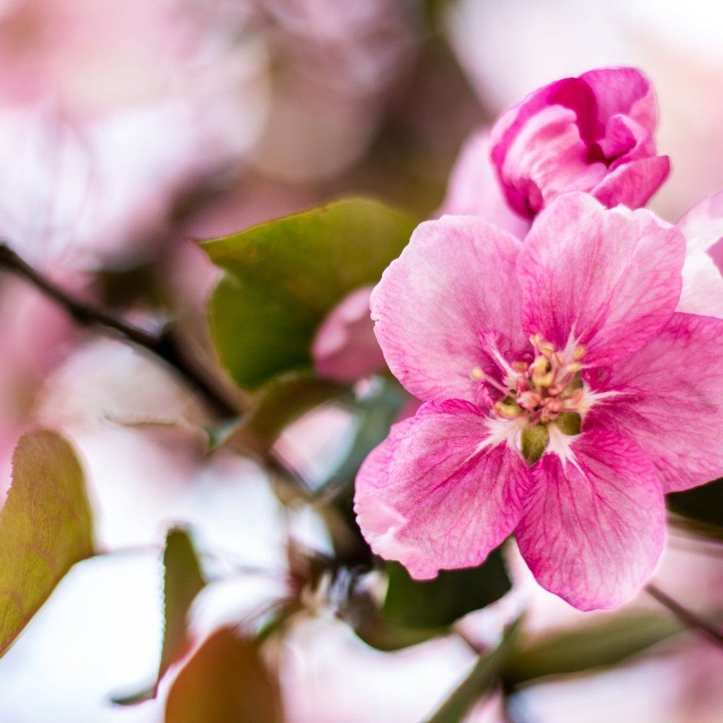 Обои цветы, ветка, цветение, листья, весна, яблоня, flowers, branch, flowering, leaves, spring, apple разрешение 2048x1365 Загрузить