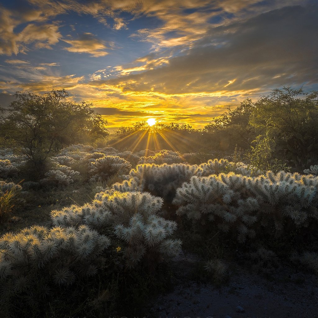 Обои небо, облака, солнце, природа, лучи, кактусы, мексика, luis lyons, the sky, clouds, the sun, nature, rays, cacti, mexico разрешение 1920x1200 Загрузить