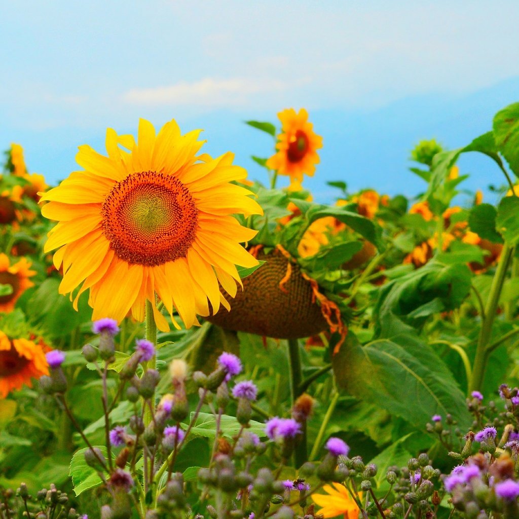 Обои цветы, поле, подсолнухи, желтые цветы, flowers, field, sunflowers, yellow flowers разрешение 3000x1850 Загрузить