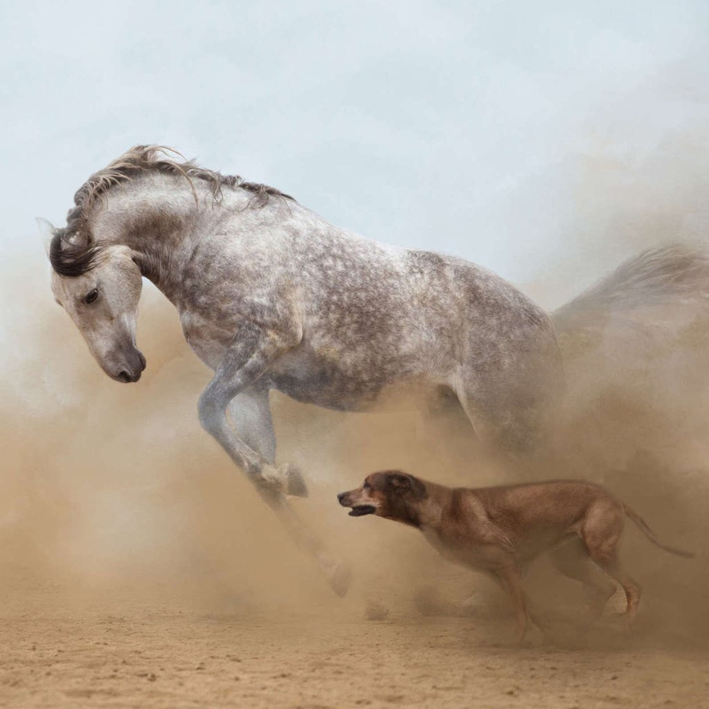 Обои лошадь, собака, пыль, бег, horse, dog, dust, running разрешение 1920x1200 Загрузить