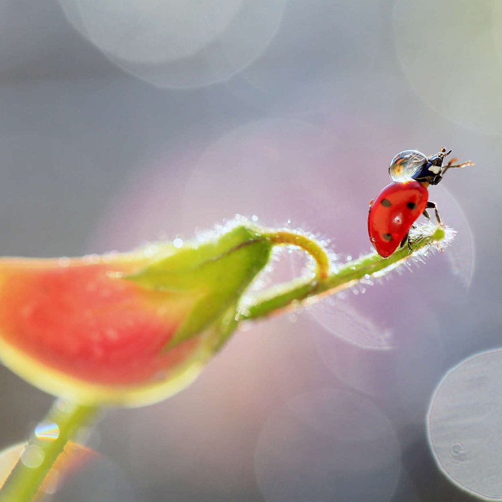 Обои насекомое, цветок, капли, божья коровка, растение, боке, insect, flower, drops, ladybug, plant, bokeh разрешение 1920x1200 Загрузить