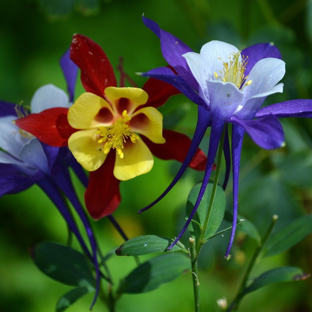 Обои цветы, макро, водосбор, аквилегия, туфелька эльфа, flowers, macro, the catchment, aquilegia разрешение 6000x4000 Загрузить