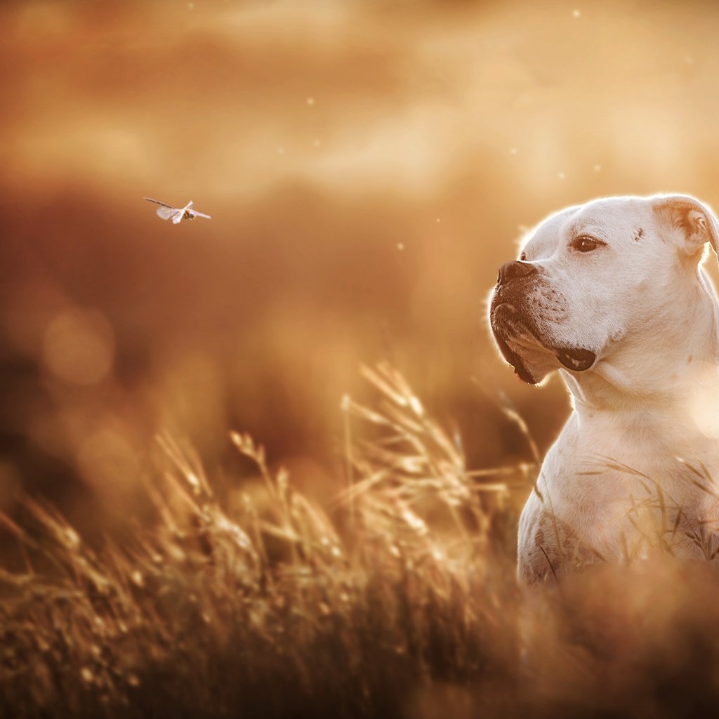 Обои белый, собака, стрекоза, боке, боксер, white, dog, dragonfly, bokeh, boxer разрешение 5479x3653 Загрузить