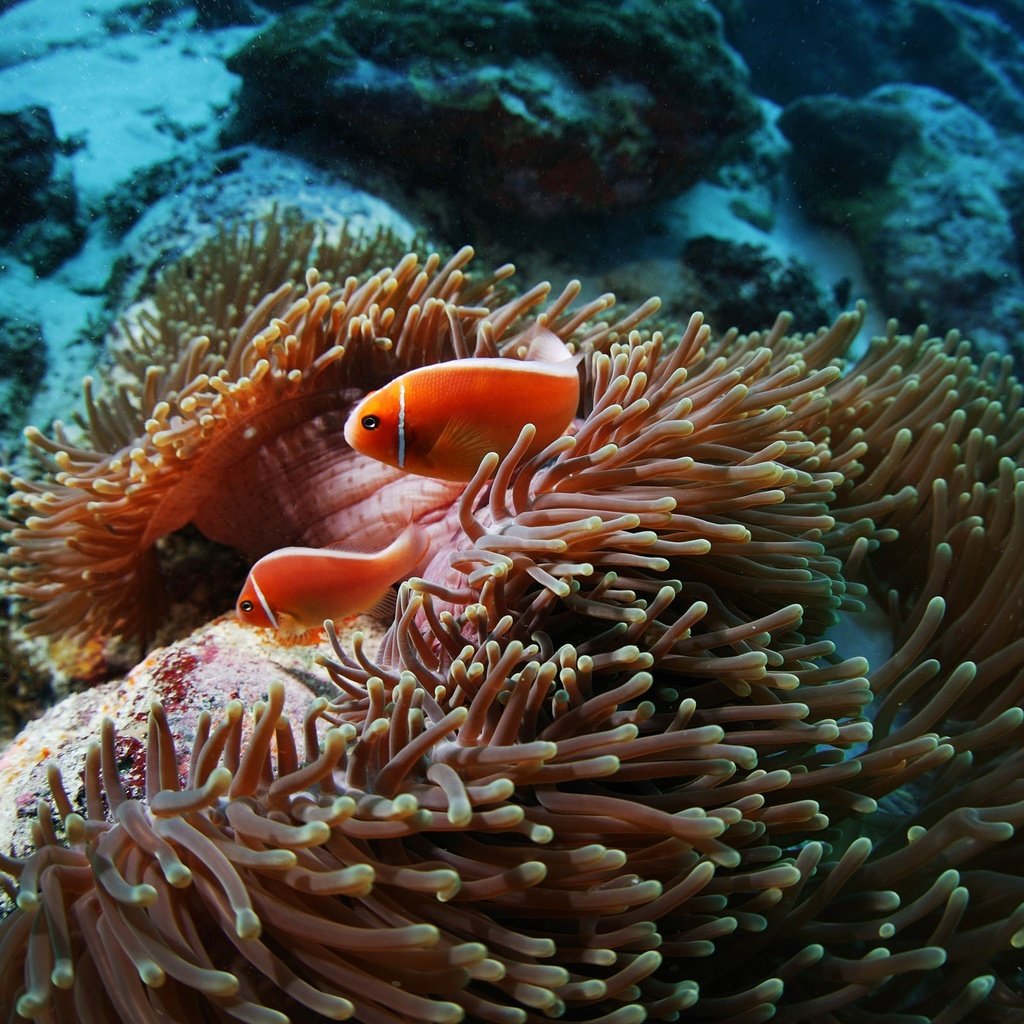 Обои рыбы, подводный мир, рыба-клоун, коралловый риф, актиния, pink anemonefish, fish, underwater world, clown fish, coral reef, actinium разрешение 2560x1600 Загрузить