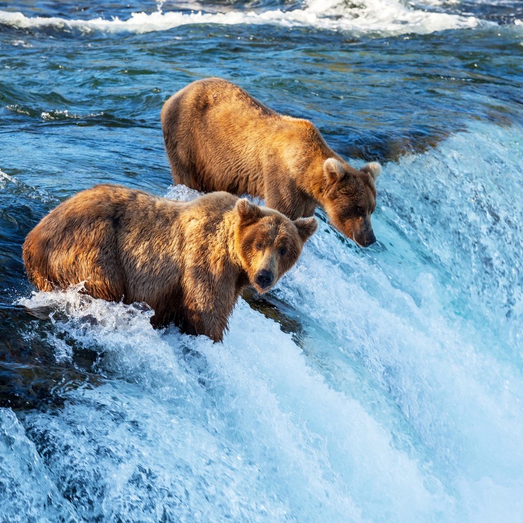 Обои водопад, хищник, медведи, waterfall, predator, bears разрешение 4560x3100 Загрузить