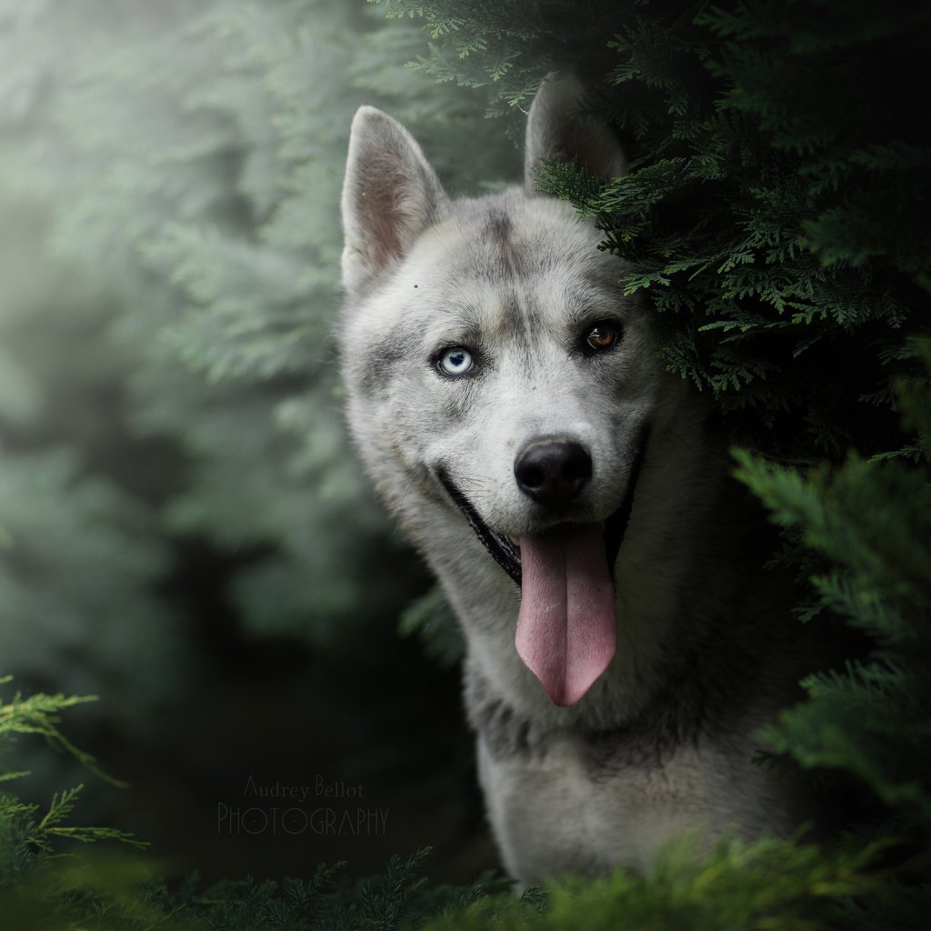 Обои морда, взгляд, собака, ель, хаски, язык, face, look, dog, spruce, husky, language разрешение 3840x2560 Загрузить