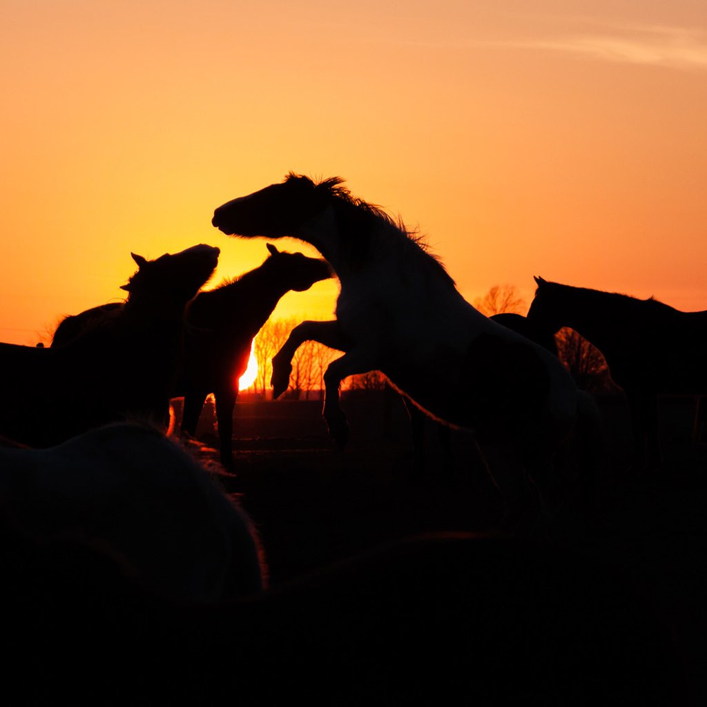 Обои закат, лошади, кони, стадо, sunset, horse, horses, the herd разрешение 1920x1080 Загрузить