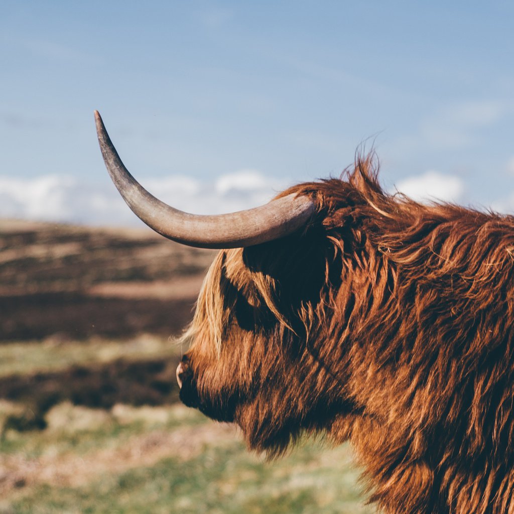 Обои профиль, рога, корова, бык, як, profile, horns, cow, bull, yak разрешение 2560x1440 Загрузить