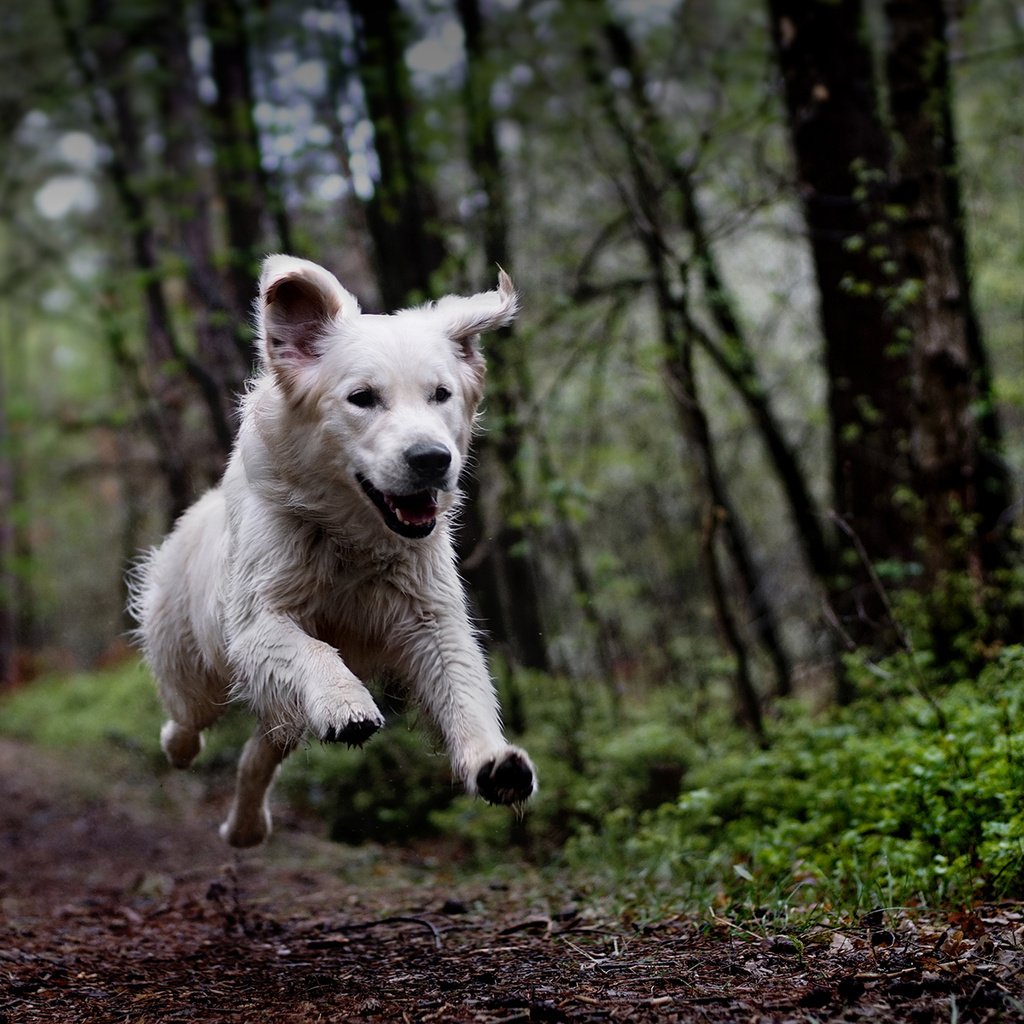 Обои лес, собака, бег, clé manuel, белая швейцарская овчарка, timmi, forest, dog, running, manuel clé, the white swiss shepherd dog разрешение 1920x1200 Загрузить