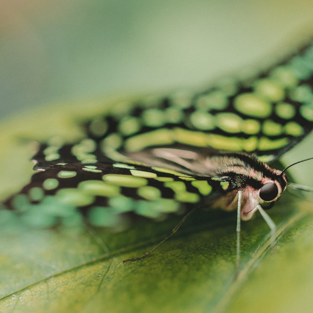 Обои насекомое, бабочка, крылья, лист, крупным планом, insect, butterfly, wings, sheet, closeup разрешение 2560x1600 Загрузить