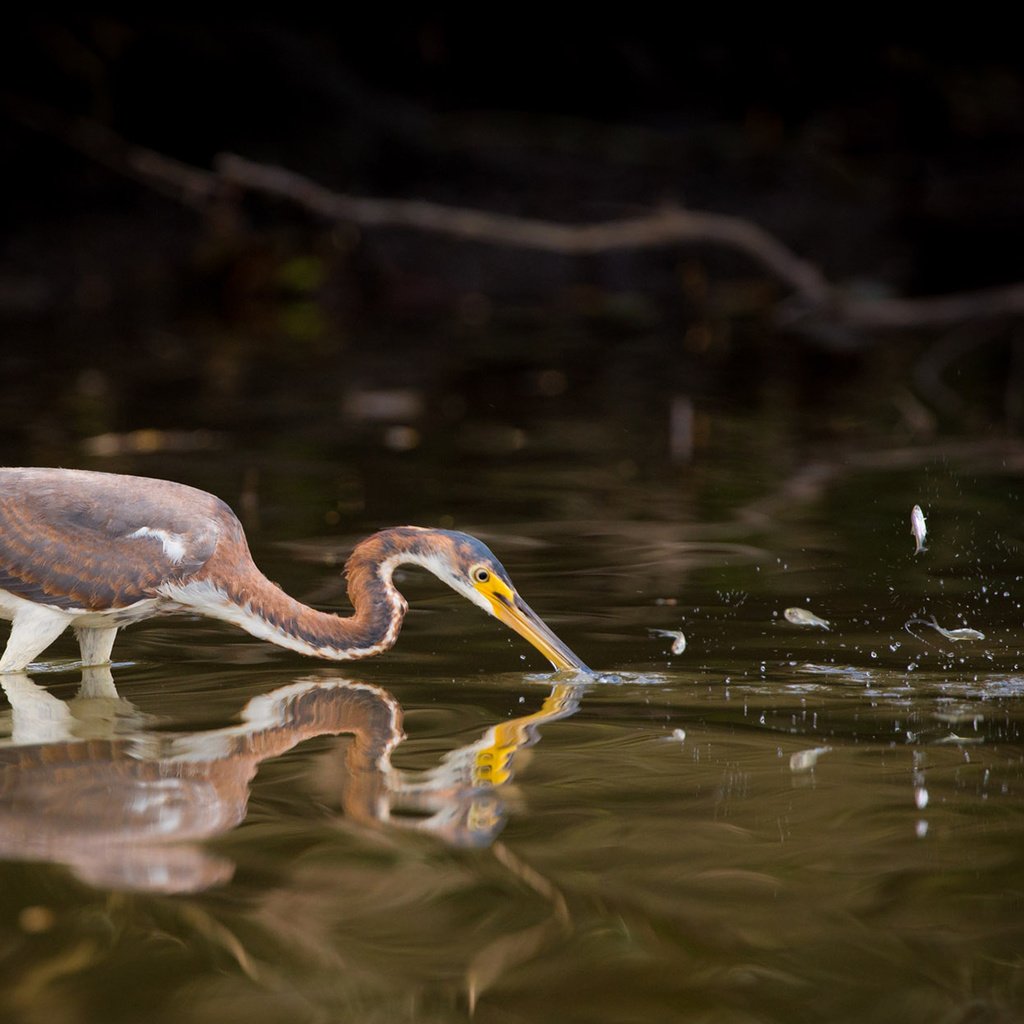 Обои вода, отражение, птица, клюв, цапля, water, reflection, bird, beak, heron разрешение 1920x1200 Загрузить