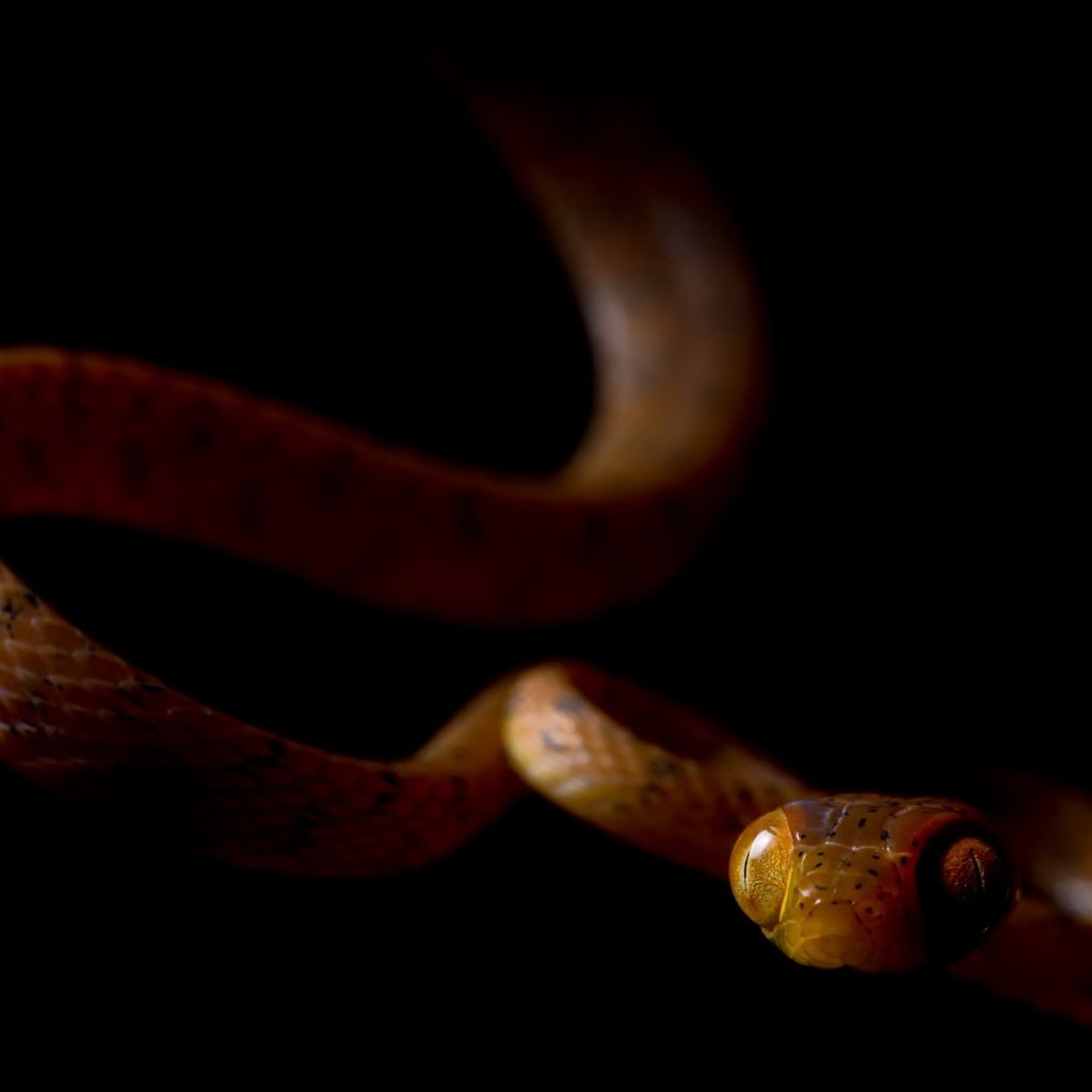 Обои змея, черный фон, ville vehmaskangas, snake, black background разрешение 2560x1576 Загрузить
