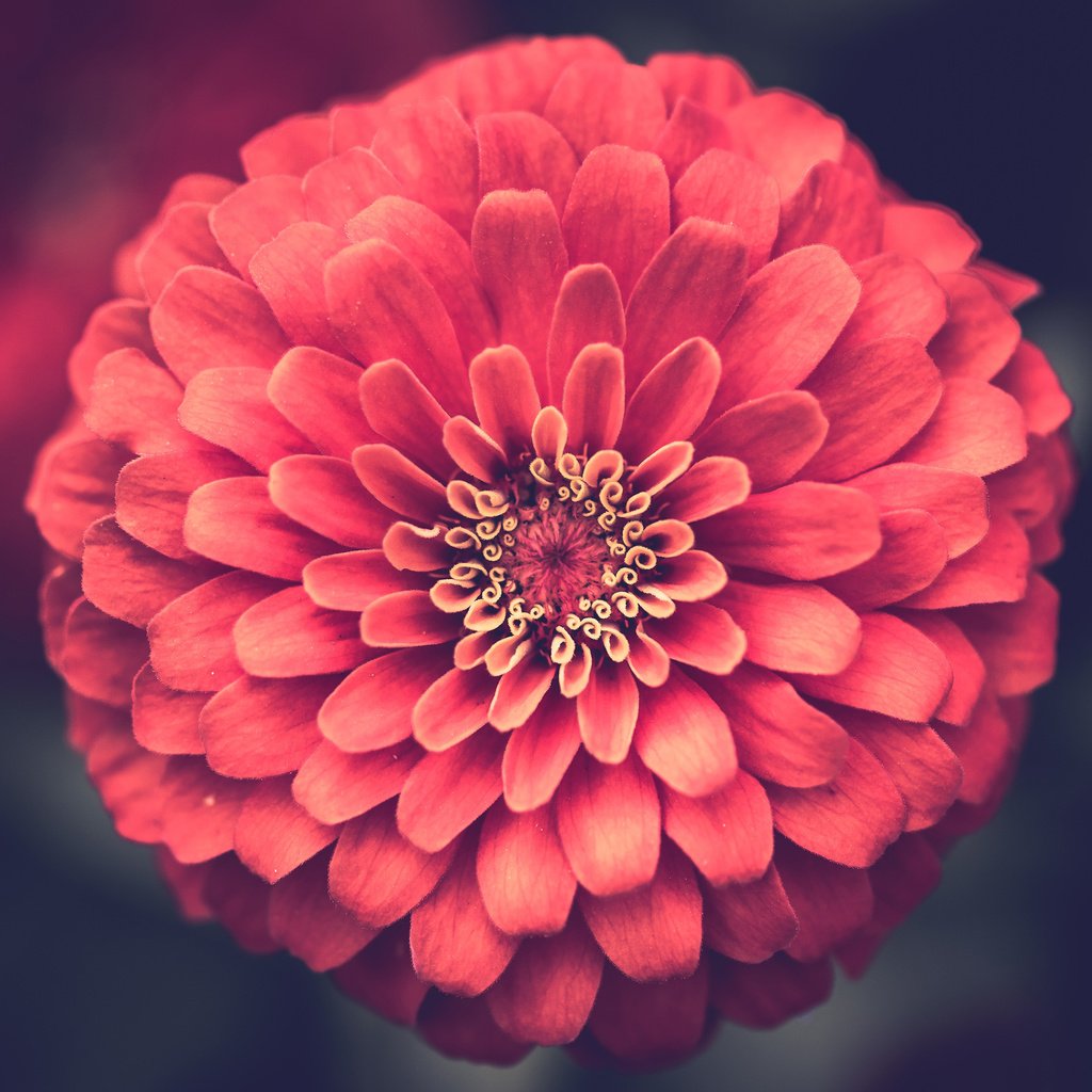 Обои цветок, лепестки, крупным планом, цинния, flower, petals, closeup, zinnia разрешение 3840x2400 Загрузить