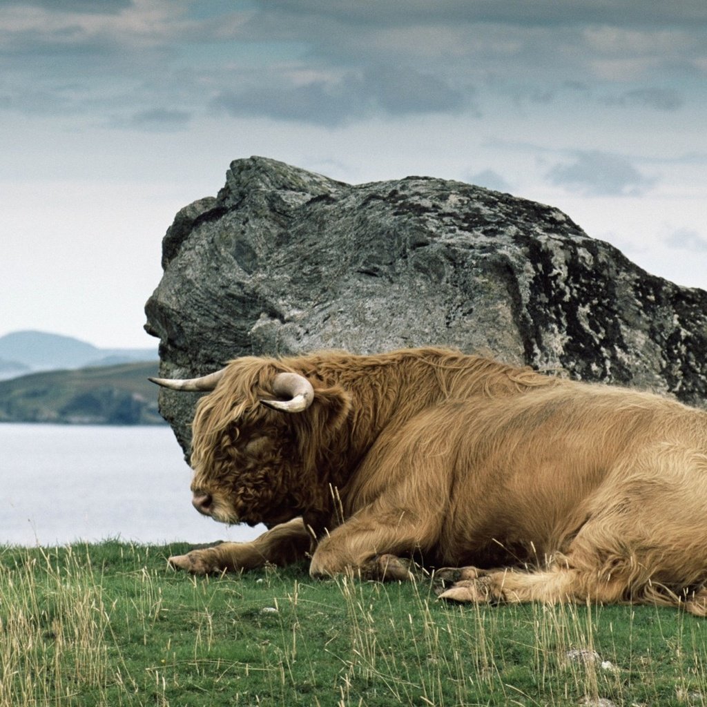 Обои трава, камень, рога, дикая природа, бизон, зубр, дикий бык, grass, stone, horns, wildlife, buffalo, bison разрешение 1920x1080 Загрузить