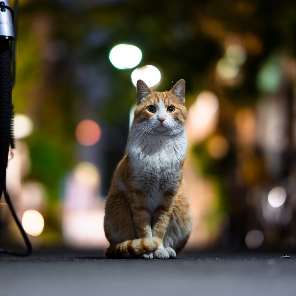 Обои фон, кот, мордочка, усы, кошка, взгляд, боке, background, cat, muzzle, mustache, look, bokeh разрешение 2048x1367 Загрузить