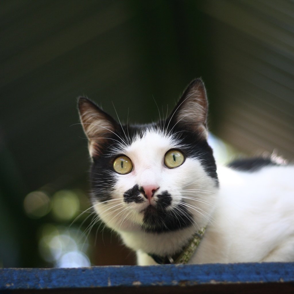 Обои глаза, фон, кот, мордочка, усы, кошка, взгляд, eyes, background, cat, muzzle, mustache, look разрешение 3888x2592 Загрузить