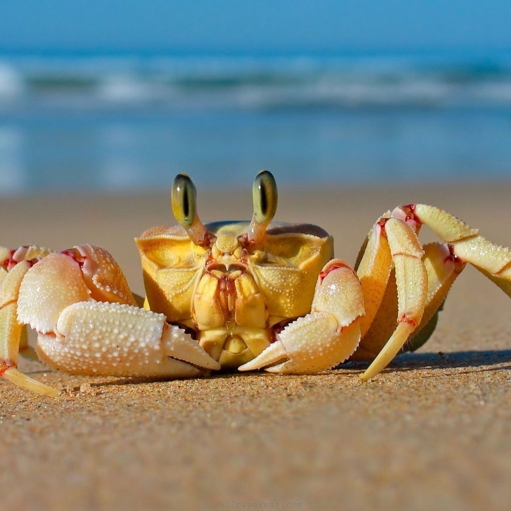 Обои море, песок, пляж, краб, sea, sand, beach, crab разрешение 1920x1200 Загрузить