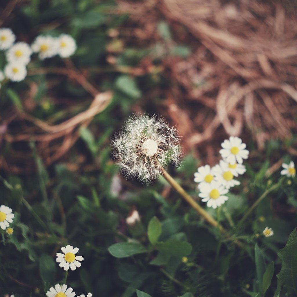 Обои цветы, трава, поляна, ромашки, одуванчик, flowers, grass, glade, chamomile, dandelion разрешение 4896x3264 Загрузить