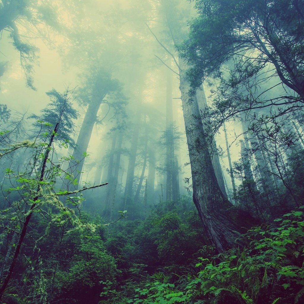 Обои деревья, природа, лес, туман, trees, nature, forest, fog разрешение 3840x2152 Загрузить