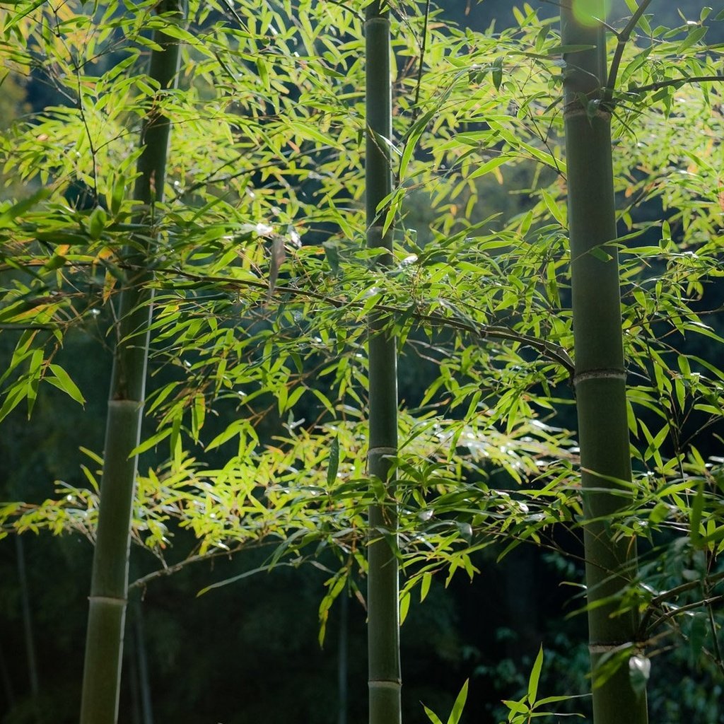 Обои деревья, листья, бамбук, стебли, trees, leaves, bamboo, stems разрешение 1920x1200 Загрузить