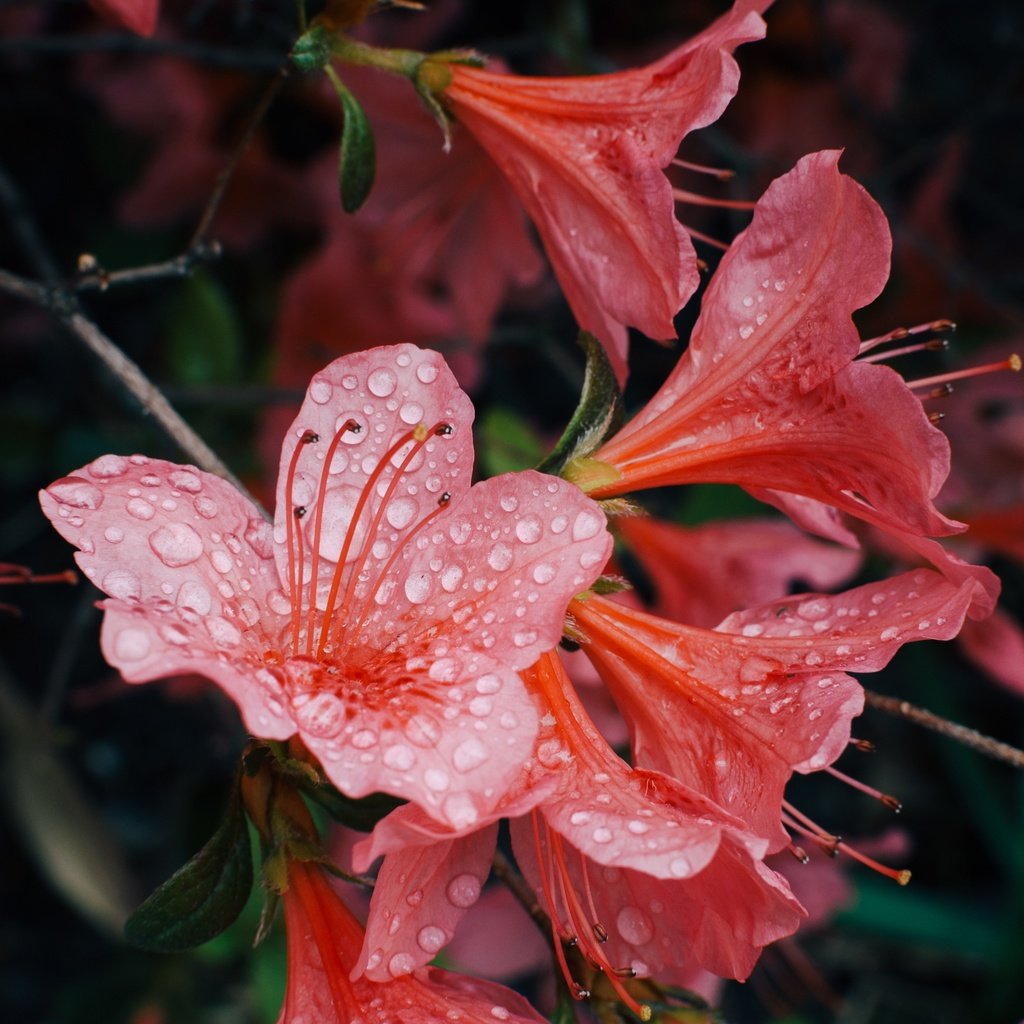 Обои цветы, лепестки, капли воды, азалия, рододендрон, flowers, petals, water drops, azalea, rhododendron разрешение 3000x1987 Загрузить