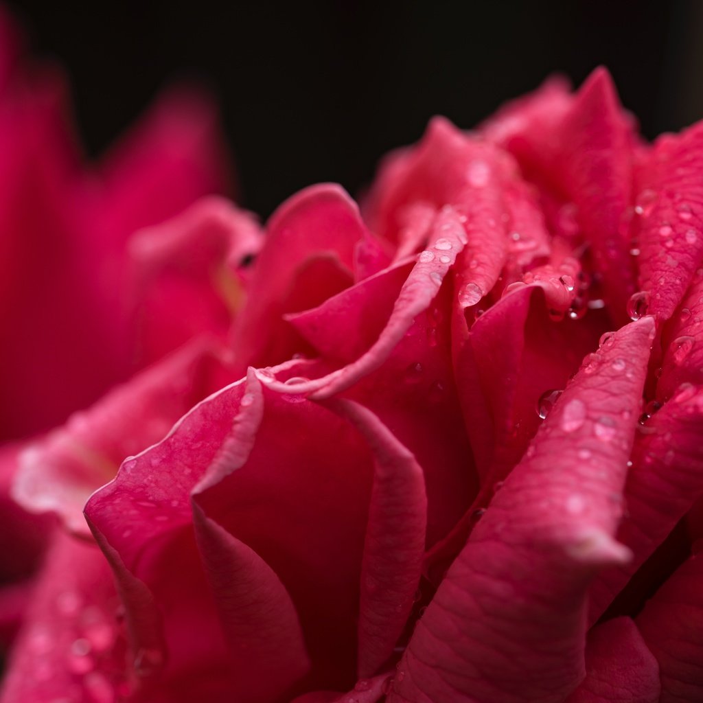 Обои цветок, капли, роза, лепестки, капли воды, крупным планом, flower, drops, rose, petals, water drops, closeup разрешение 6016x4016 Загрузить