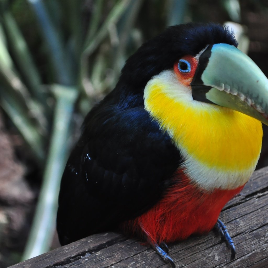 Обои разноцветный, птица, тукан, клюв, colorful, bird, toucan, beak разрешение 3216x2136 Загрузить