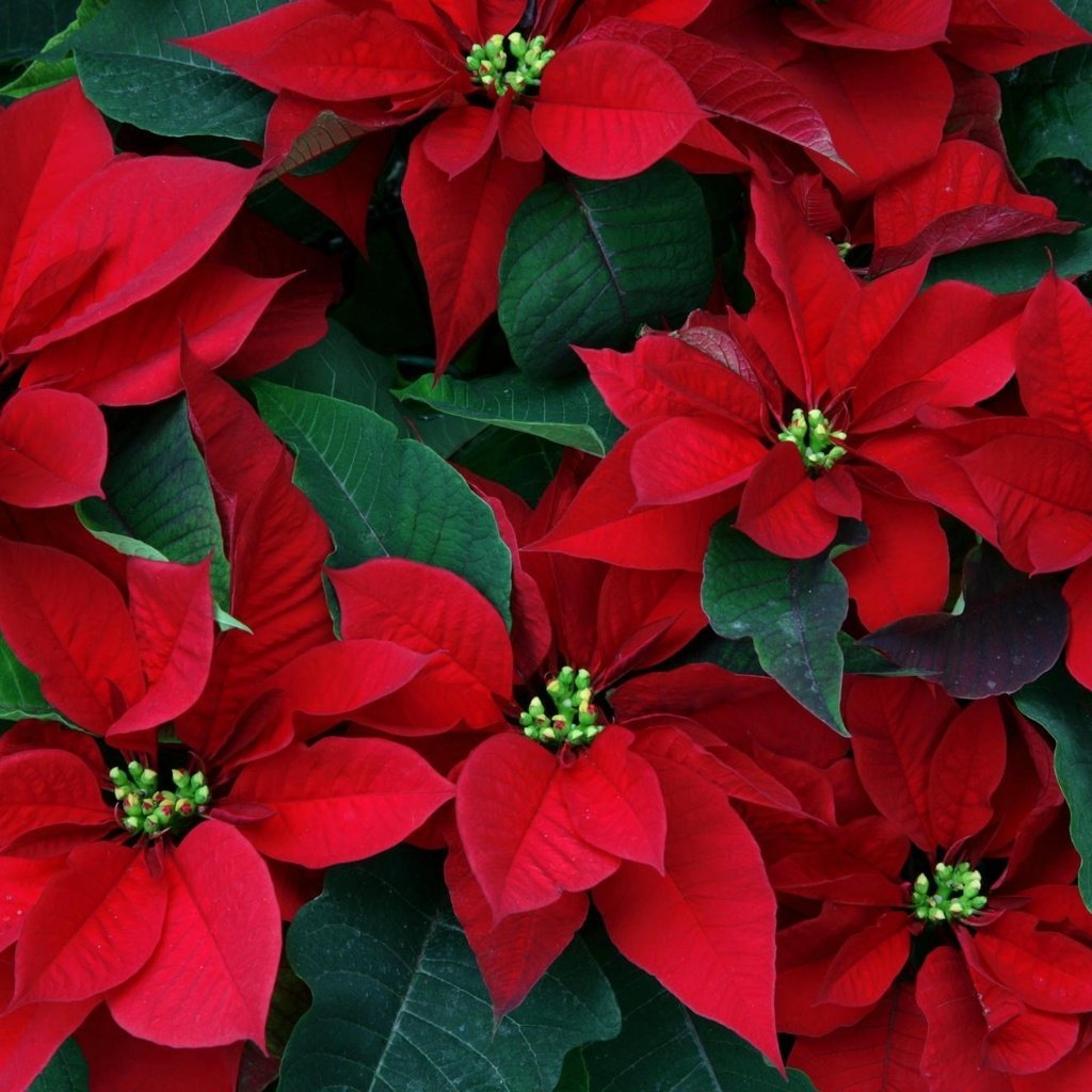Обои цветы, листья, пуансеттия, рождественская звезда, flowers, leaves, poinsettia, christmas star разрешение 1999x1333 Загрузить