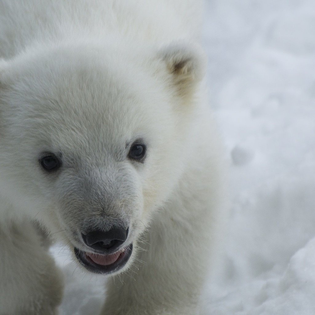 Обои снег, взгляд, медведь, хищник, белый медведь, детеныш, медвежонок, snow, look, bear, predator, polar bear, cub разрешение 1920x1080 Загрузить