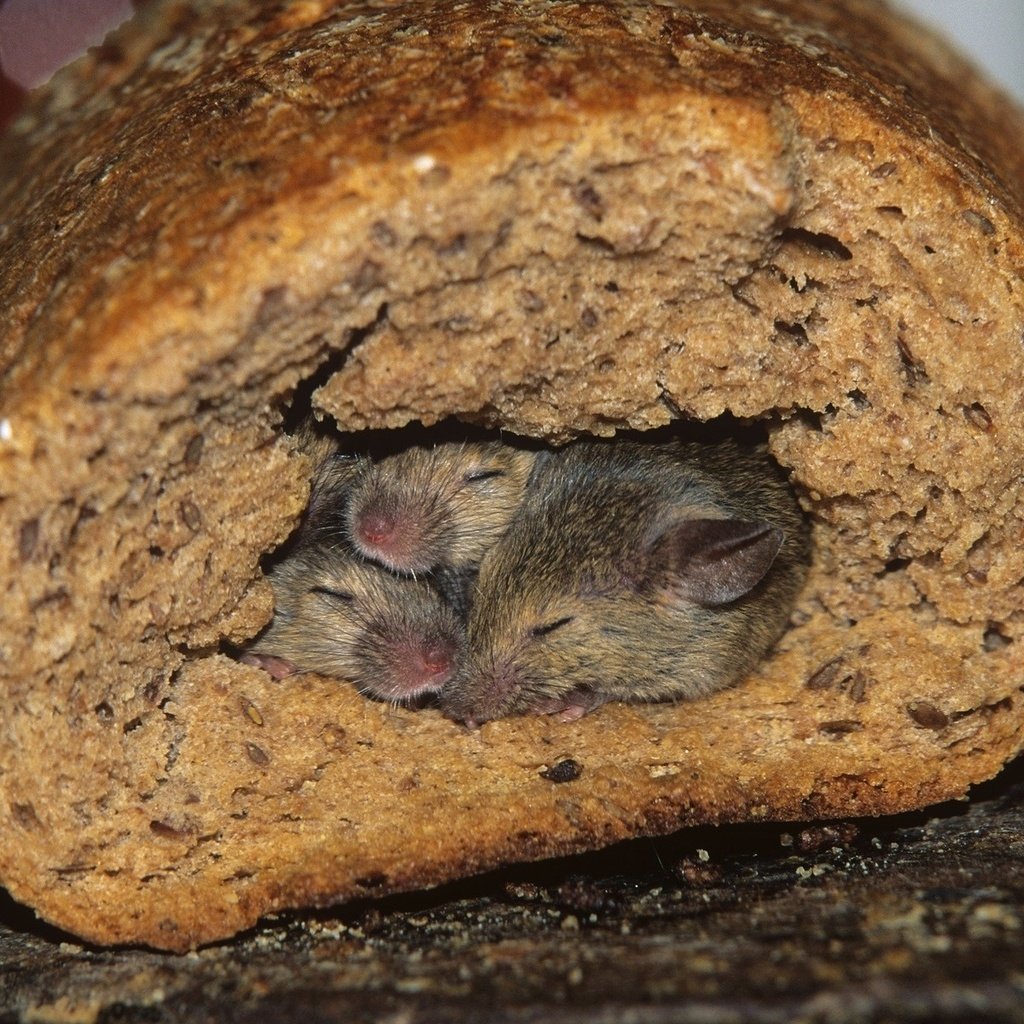 Обои сон, хлеб, мыши, мышки, sleep, bread, mouse разрешение 1920x1200 Загрузить