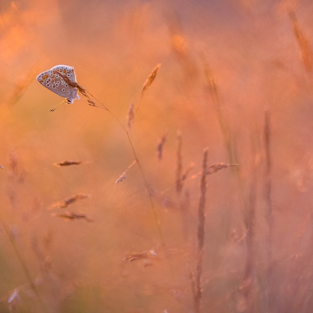 Обои трава, природа, насекомое, фон, бабочка, крылья, grass, nature, insect, background, butterfly, wings разрешение 1920x1080 Загрузить