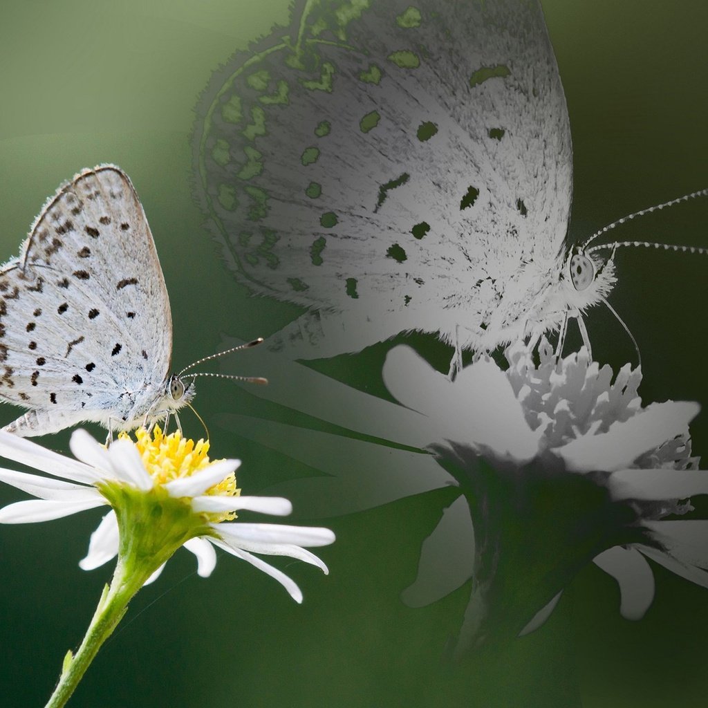 Обои насекомое, отражение, цветок, бабочка, крылья, ромашка, insect, reflection, flower, butterfly, wings, daisy разрешение 1920x1200 Загрузить