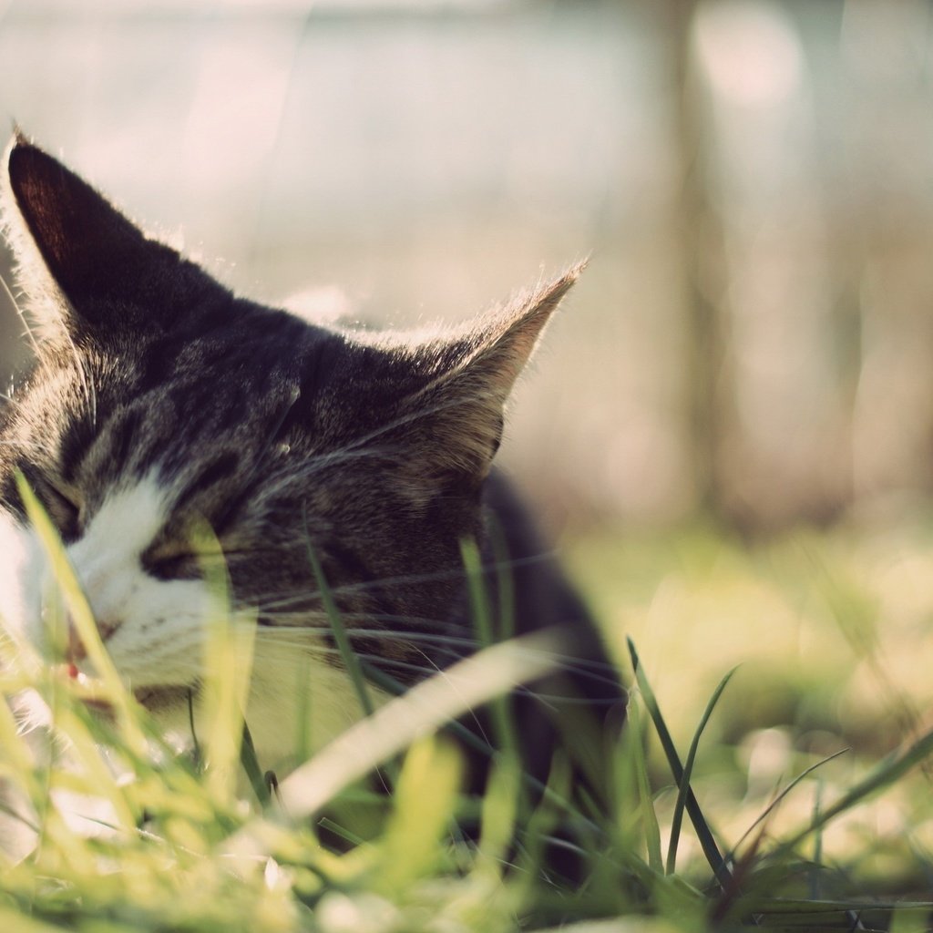Обои трава, кот, мордочка, усы, кошка, grass, cat, muzzle, mustache разрешение 2560x1600 Загрузить
