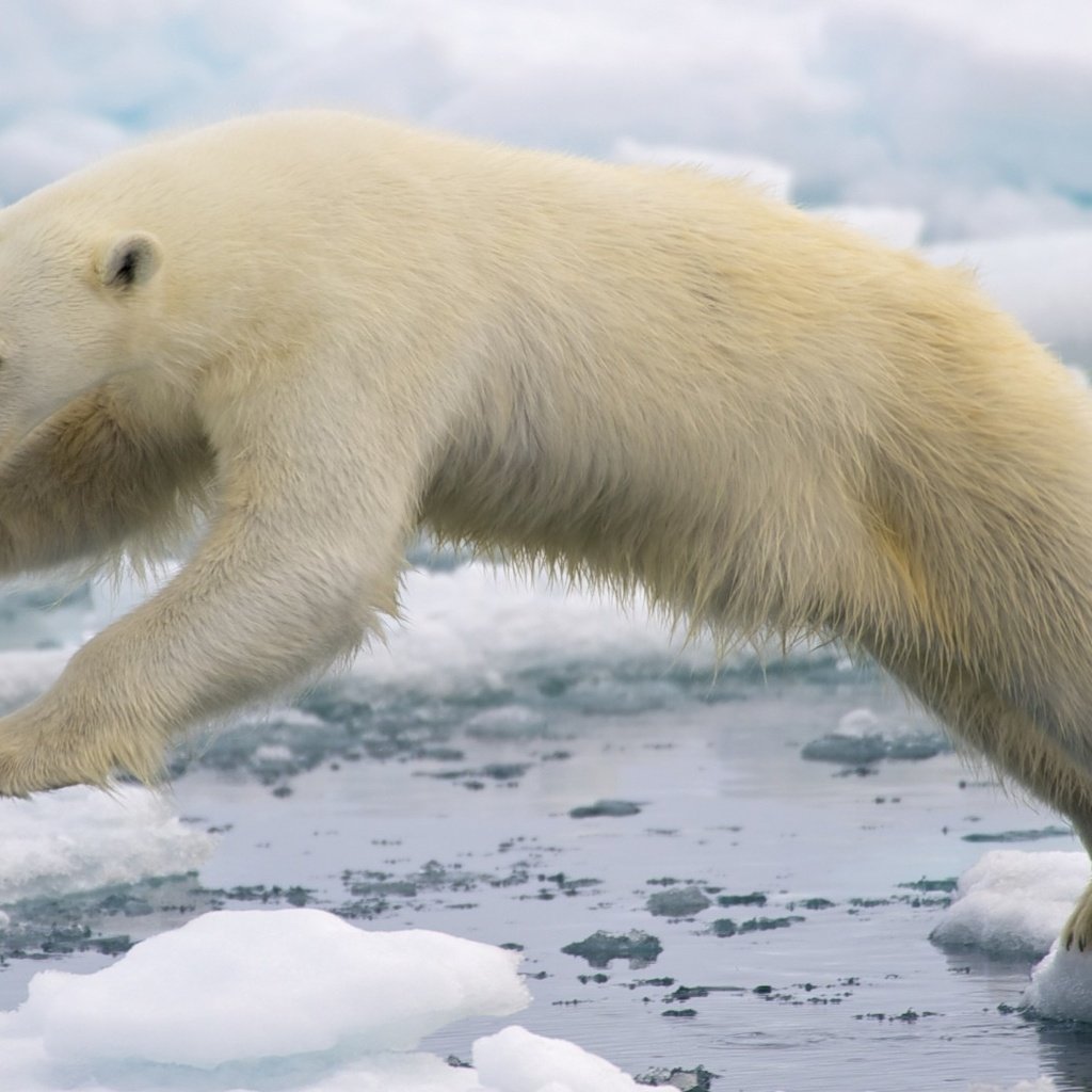 Обои вода, лёд, белый медведь, арктика, water, ice, polar bear, arctic разрешение 1920x1080 Загрузить