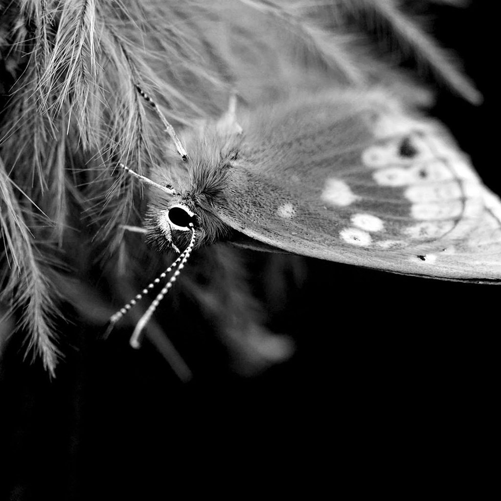 Обои насекомое, бабочка, чёрно-белое, крылья, insect, butterfly, black and white, wings разрешение 1920x1080 Загрузить