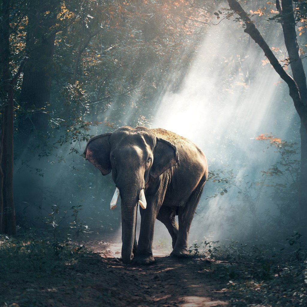 Обои природа, лес, лучи, слон, индия, nature, forest, rays, elephant, india разрешение 3500x2388 Загрузить