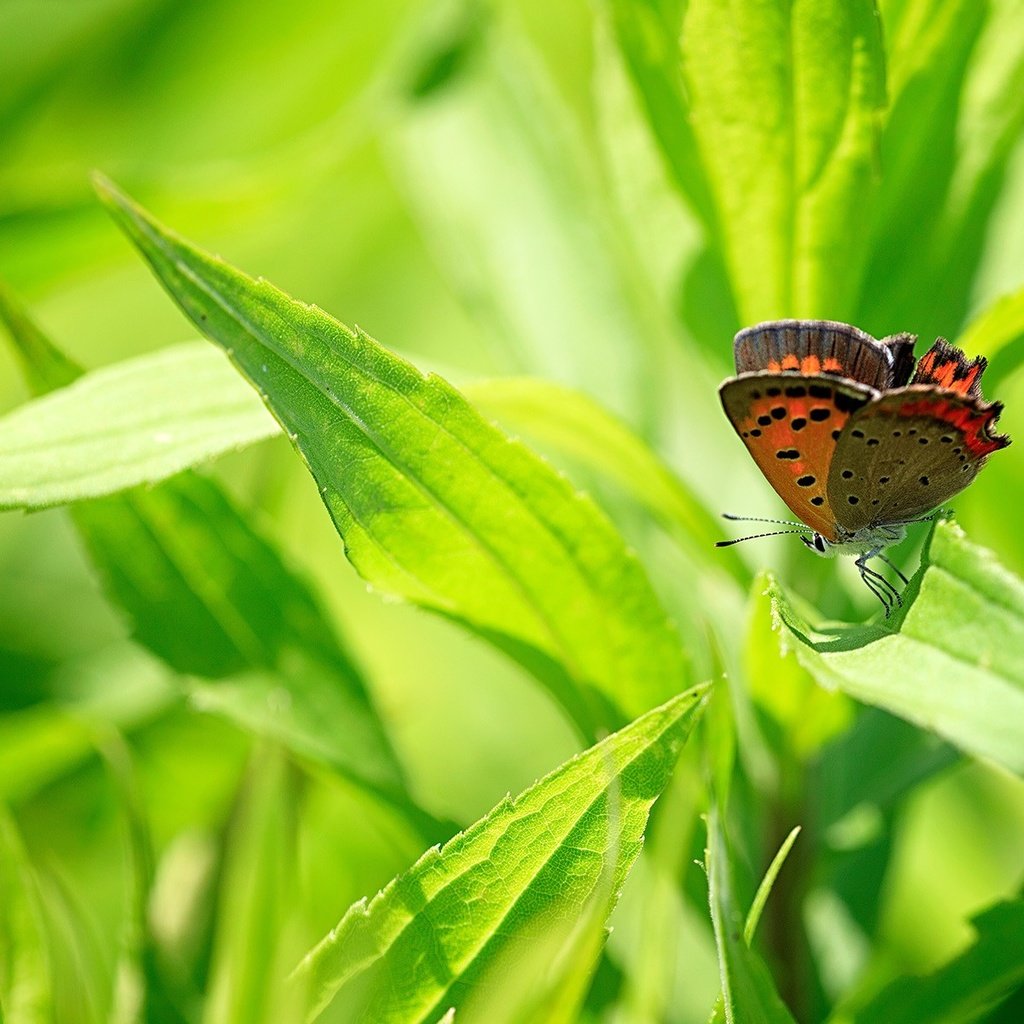Обои трава, насекомое, бабочка, крылья, grass, insect, butterfly, wings разрешение 1920x1200 Загрузить