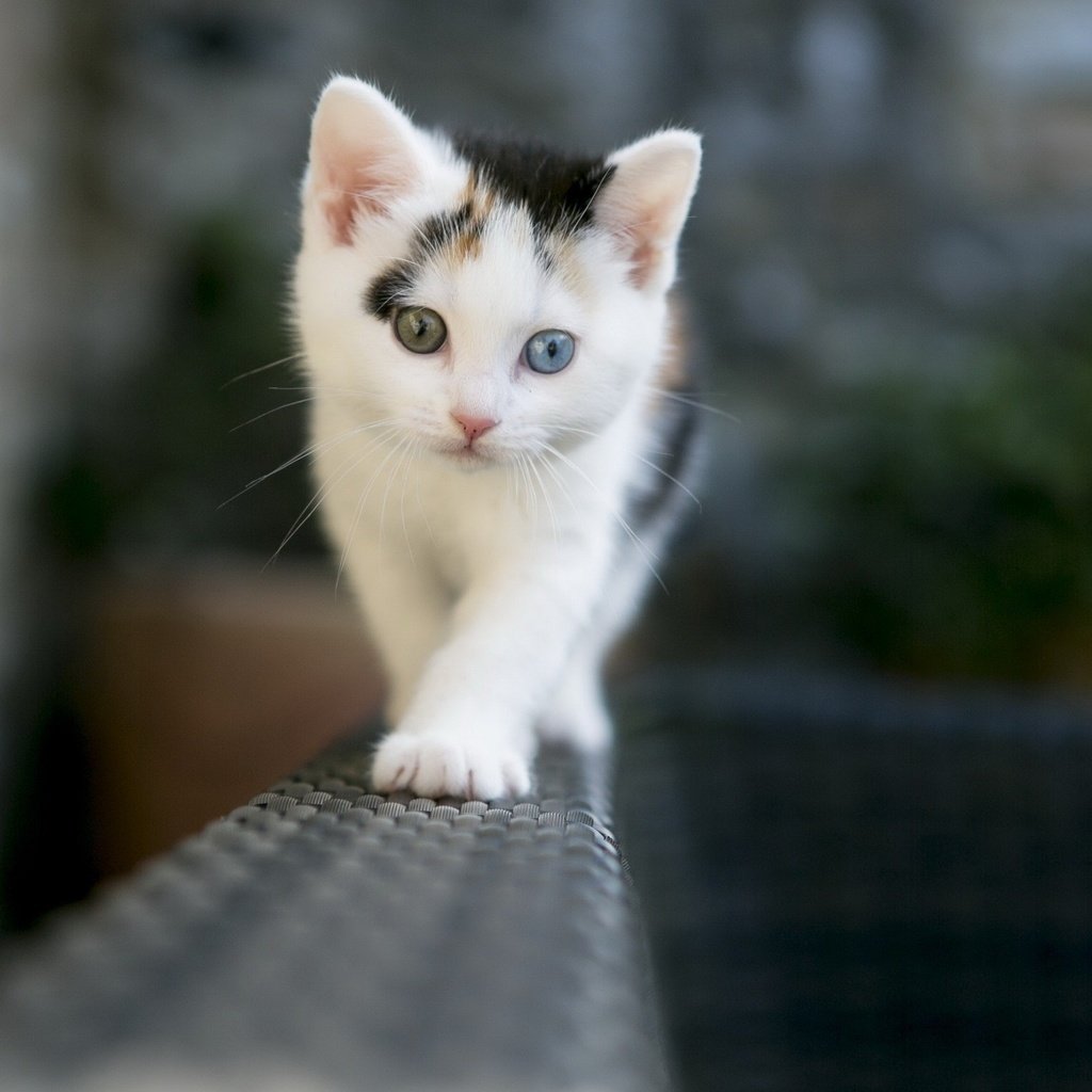 Обои глаза, фон, усы, кошка, взгляд, котенок, eyes, background, mustache, cat, look, kitty разрешение 2560x1600 Загрузить