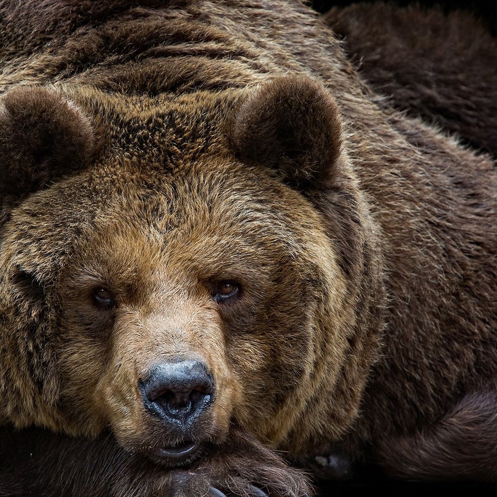 Обои морда, портрет, взгляд, медведь, face, portrait, look, bear разрешение 1920x1200 Загрузить