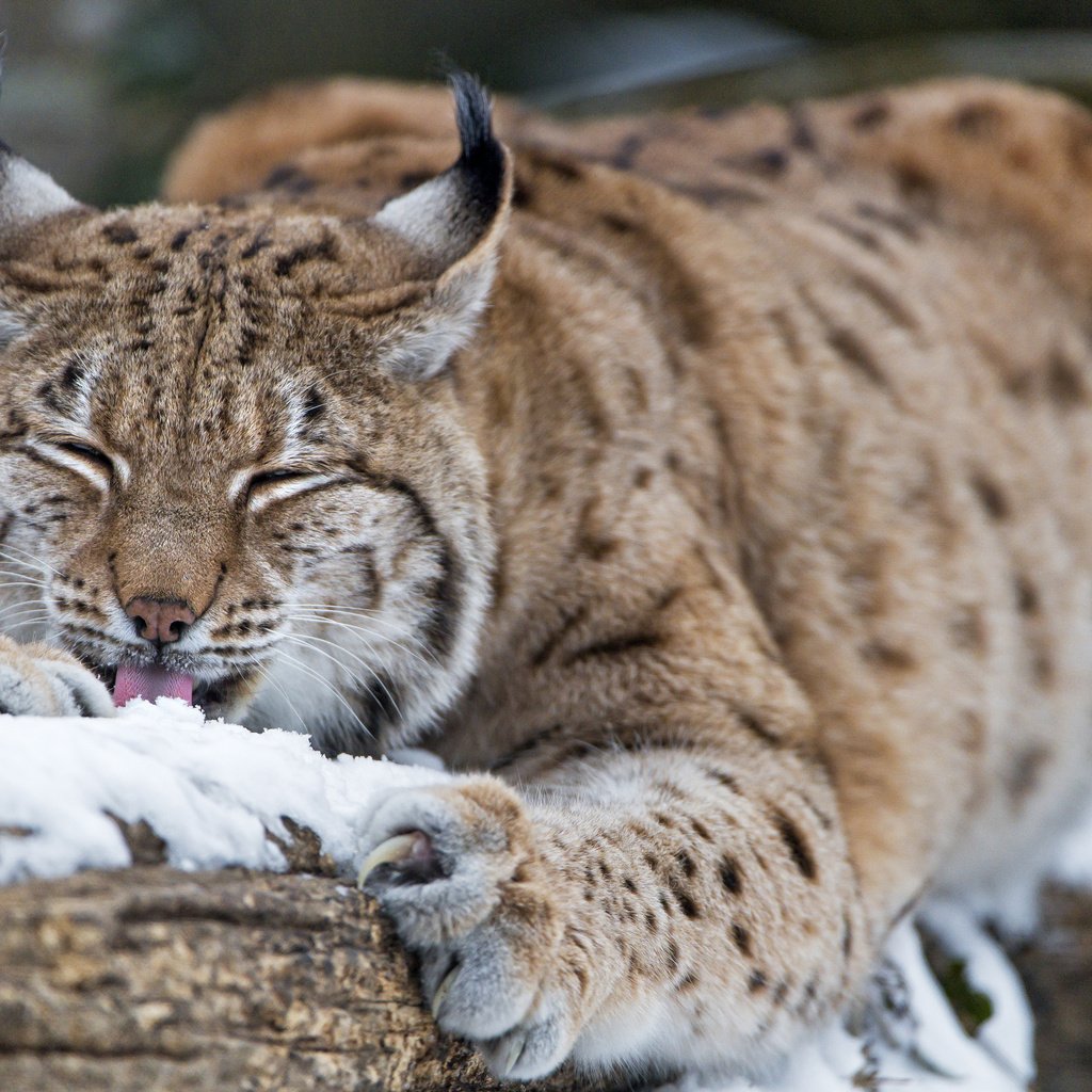 Обои снег, зима, рысь, дикая кошка, tambako the jaguar, snow, winter, lynx, wild cat разрешение 3840x2743 Загрузить
