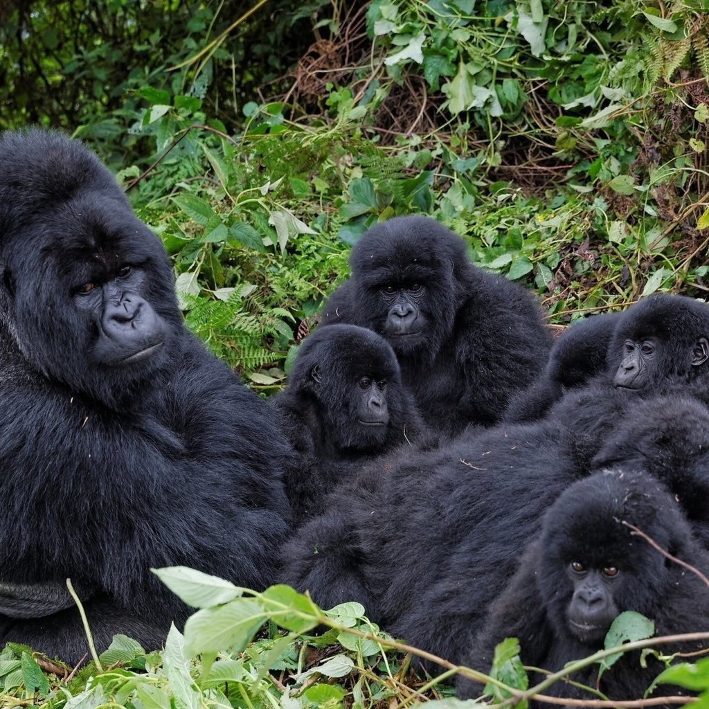 Обои ветки, семья, горилла, примат, обезьяны, детеныши, branches, family, gorilla, the primacy of, monkey, cubs разрешение 1920x1200 Загрузить