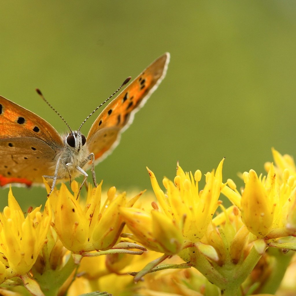 Обои цветы, насекомое, бабочка, крылья, flowers, insect, butterfly, wings разрешение 1920x1200 Загрузить