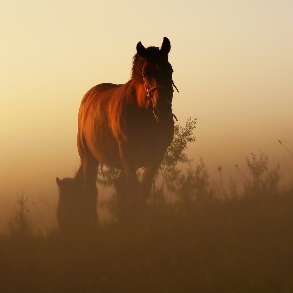 Обои лошадь, восход, утро, рассвет, конь, грива, степь, жеребенок, horse, sunrise, morning, dawn, mane, the steppe, foal разрешение 1920x1080 Загрузить