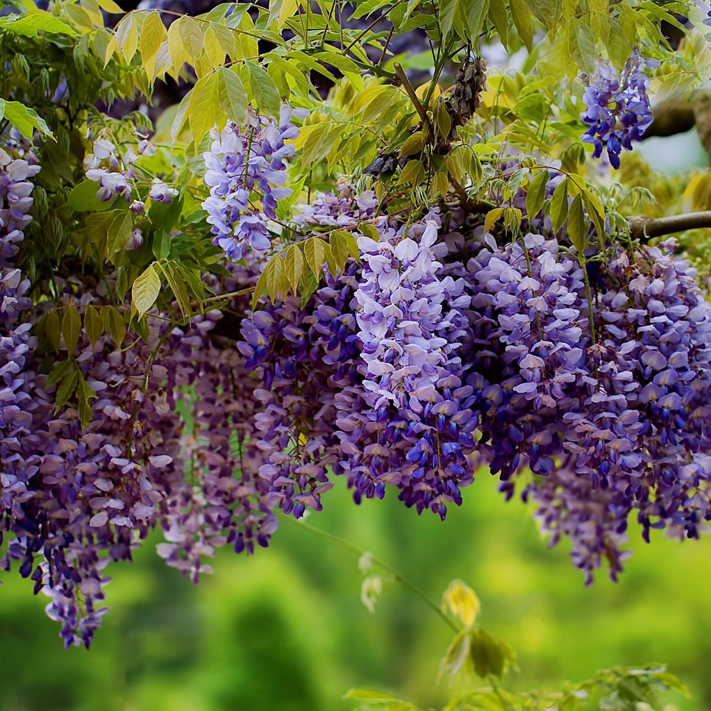 Обои цветы, дерево, листья, ветки, соцветия, глициния, вистерия, flowers, tree, leaves, branches, inflorescence, wisteria разрешение 2048x1365 Загрузить