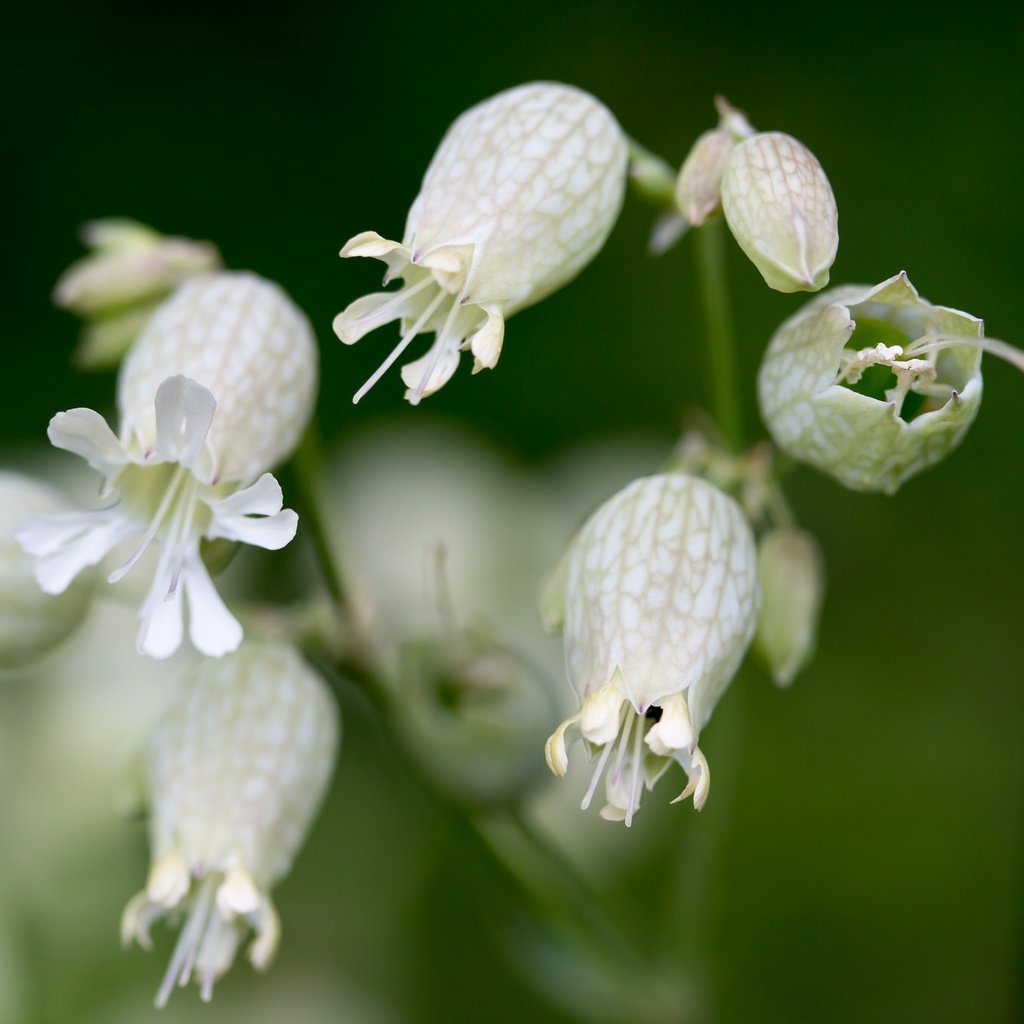 Обои цветы, макро, белые, луговые, смолевка, смолевка обыкновенная, flowers, macro, white, meadow, campion, silene vulgaris разрешение 2048x1365 Загрузить