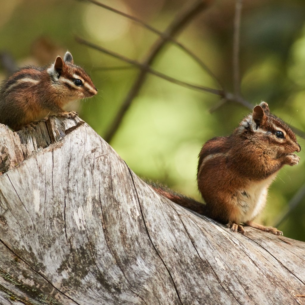 Обои пара, пень, бурундук, грызуны, бурундуки, зверюшки, pair, stump, chipmunk, rodents, chipmunks, animals разрешение 5472x3420 Загрузить